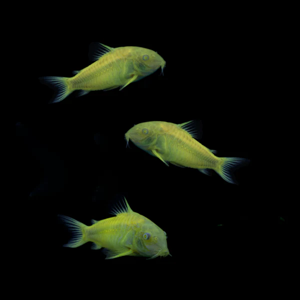 GloFish® Corydoras Single Color Set (3ct) - Image 4