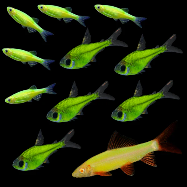 GloFish® Green Speed Collection (11ct) - Image 3
