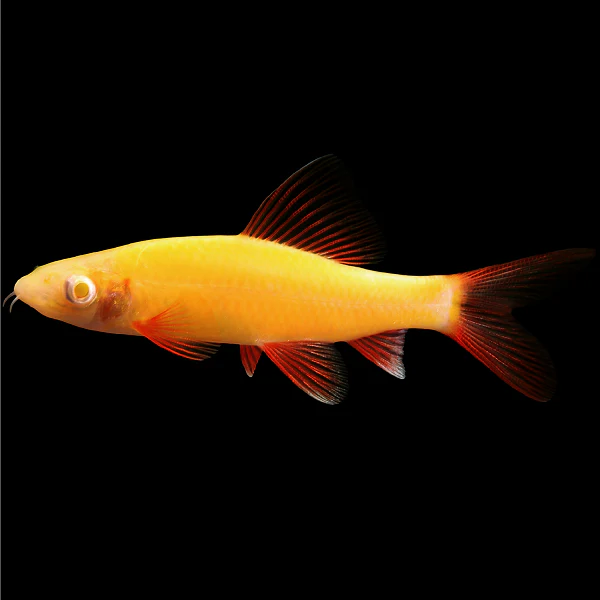 GloFish® Rainbow Shark (~2-3") - Image 3