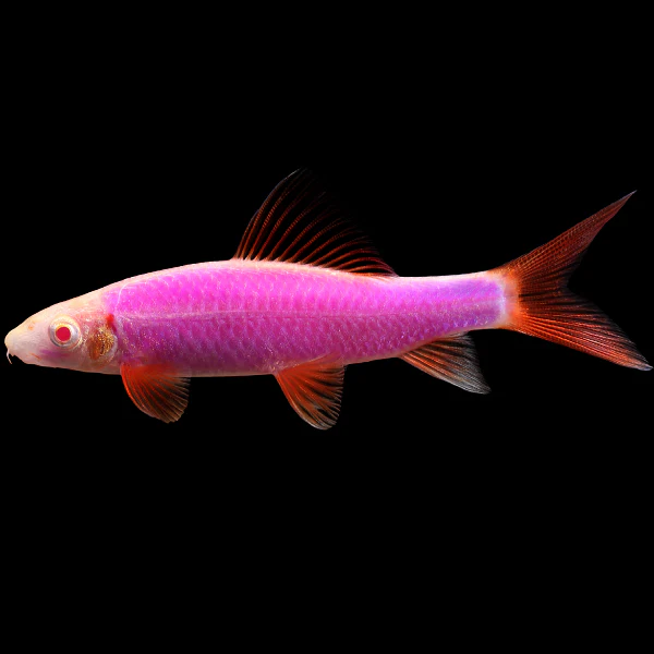 GloFish® Rainbow Shark (~2-3") - Image 4