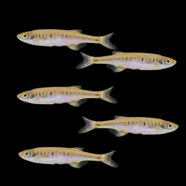 Lake Inle Danio Set (5ct)
