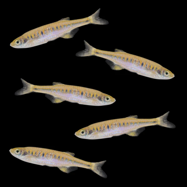 Lake Inle Danio Set (5ct) - Image 2