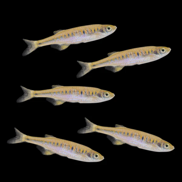 Lake Inle Danio Set (5ct) - Image 3