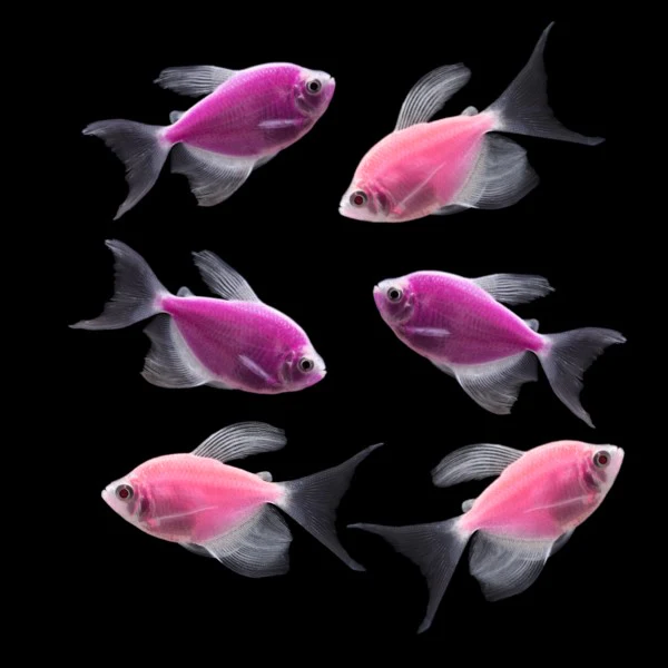 GloFish® Long-Fin Skirt Tetra Orchid Set (6ct) - Image 3