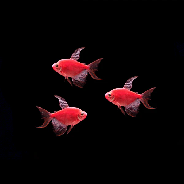 GloFish® Long-Fin Skirt Tetra Single Color Set (3ct) - Image 3