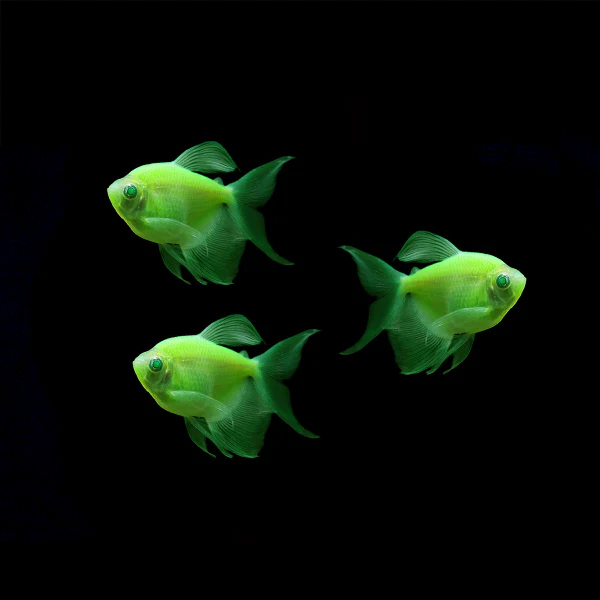 GloFish® Long-Fin Skirt Tetra Single Color Set (3ct) - Image 4