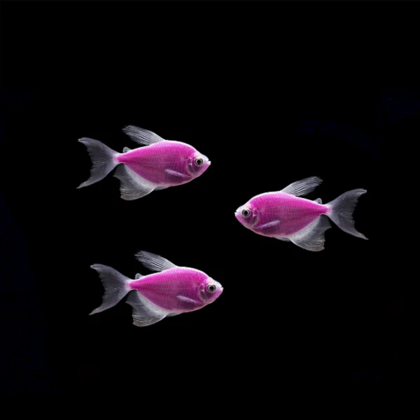 GloFish® Long-Fin Skirt Tetra Single Color Set (3ct) - Image 5