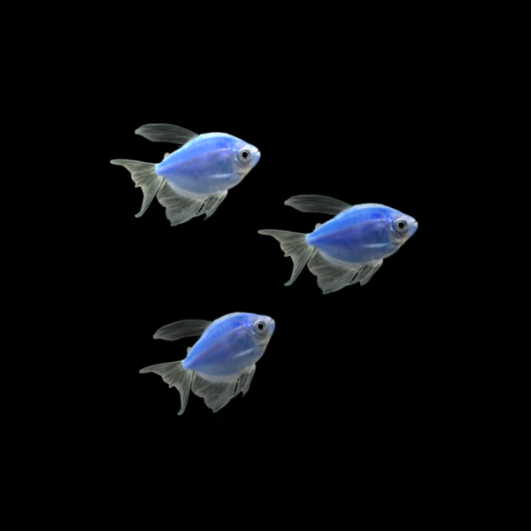 GloFish® Long-Fin Skirt Tetra Single Color Set (3ct) - Image 6