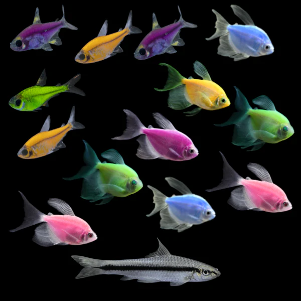 GloFish® Shimmer Splash Pack (14ct) - Image 3