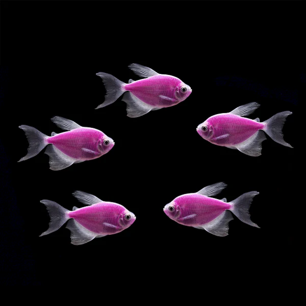 GloFish® Long-Fin Skirt Tetra Single Color Set (5ct) - Image 3