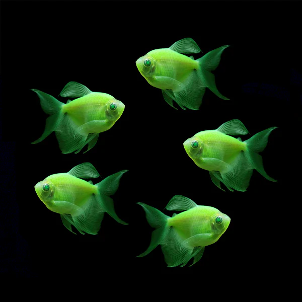 GloFish® Long-Fin Skirt Tetra Single Color Set (5ct) - Image 4