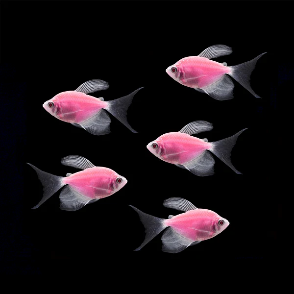 GloFish® Long-Fin Skirt Tetra Single Color Set (5ct) - Image 5