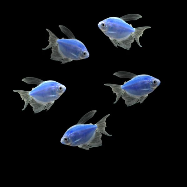 GloFish® Long-Fin Skirt Tetra Single Color Set (5ct) - Image 6