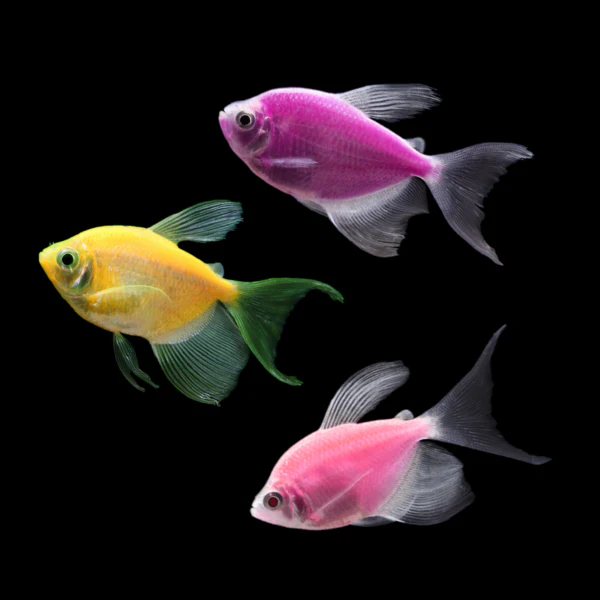 GloFish® Long-Fin Skirt Tetra Mixed Set (3ct) - Image 3