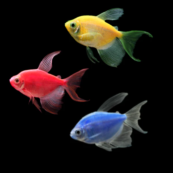 GloFish® Long-Fin Skirt Tetra Mixed Set (3ct) - Image 4