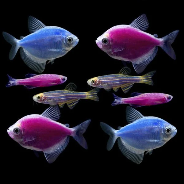 GloFish® Moonlight Set (8ct)