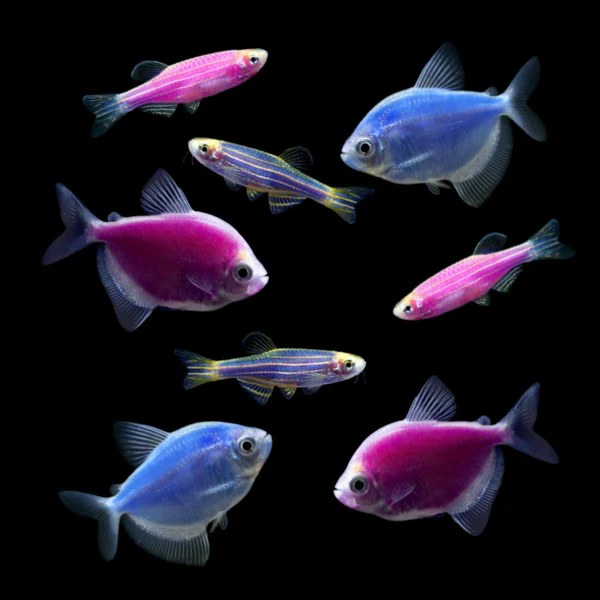 GloFish® Moonlight Set (8ct) - Image 2