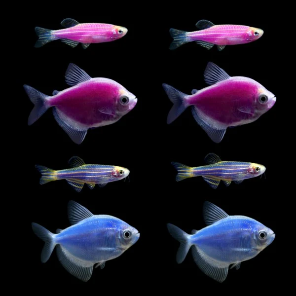 GloFish® Moonlight Set (8ct) - Image 3