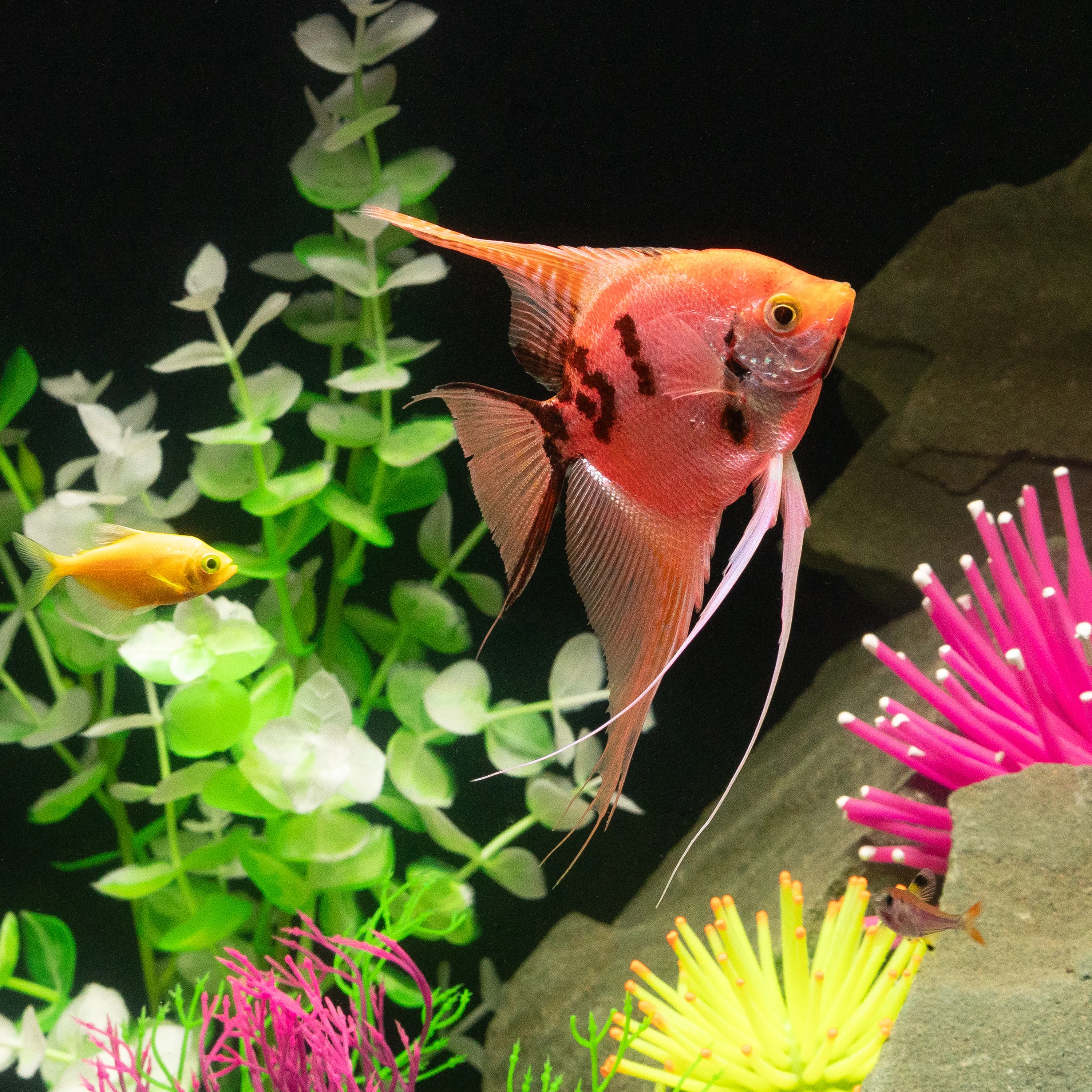 GloFish® Patterned Starfire Red® Large Angelfish (1 ct) - Image 3