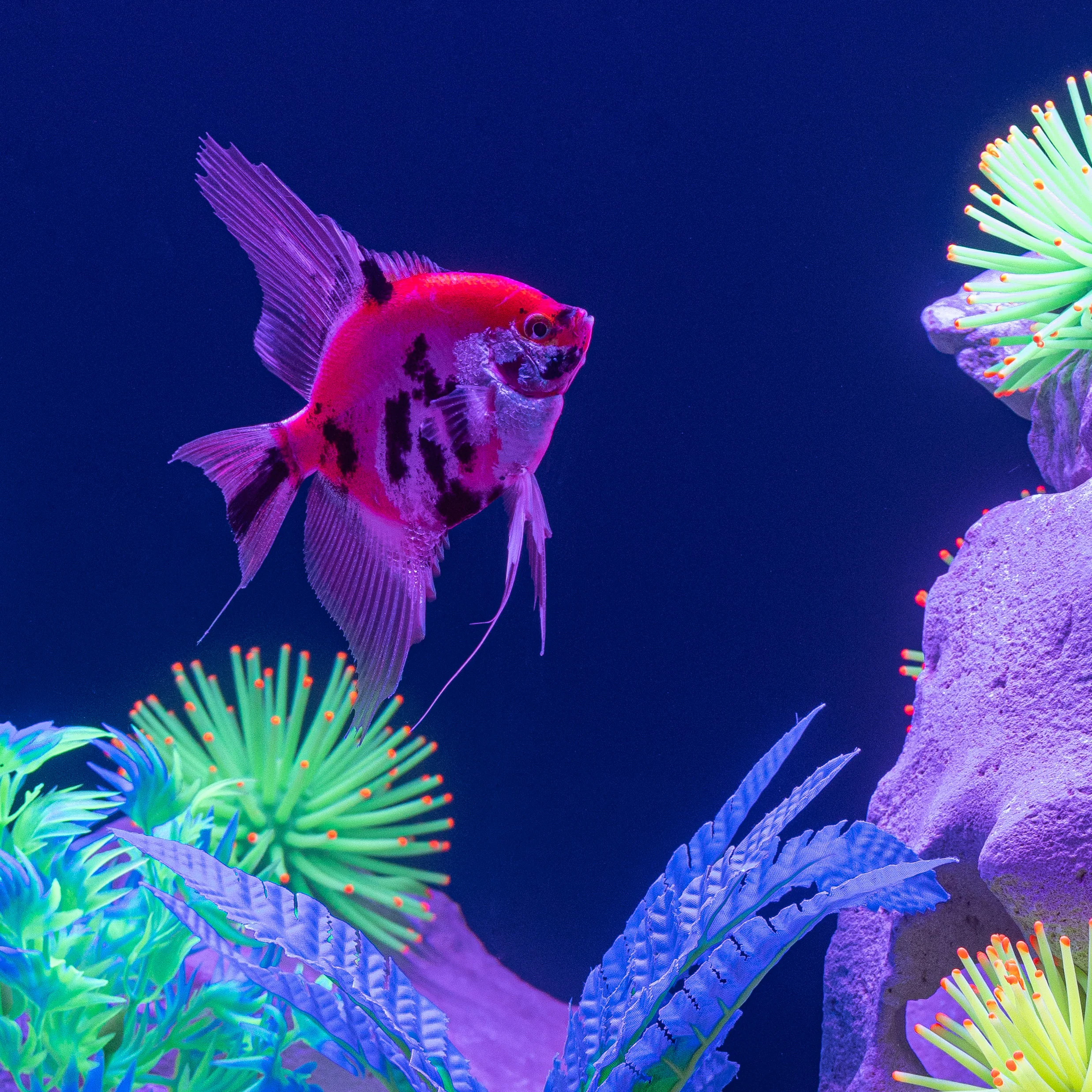 GloFish® Patterned Starfire Red® Large Angelfish (1 ct) - Image 4