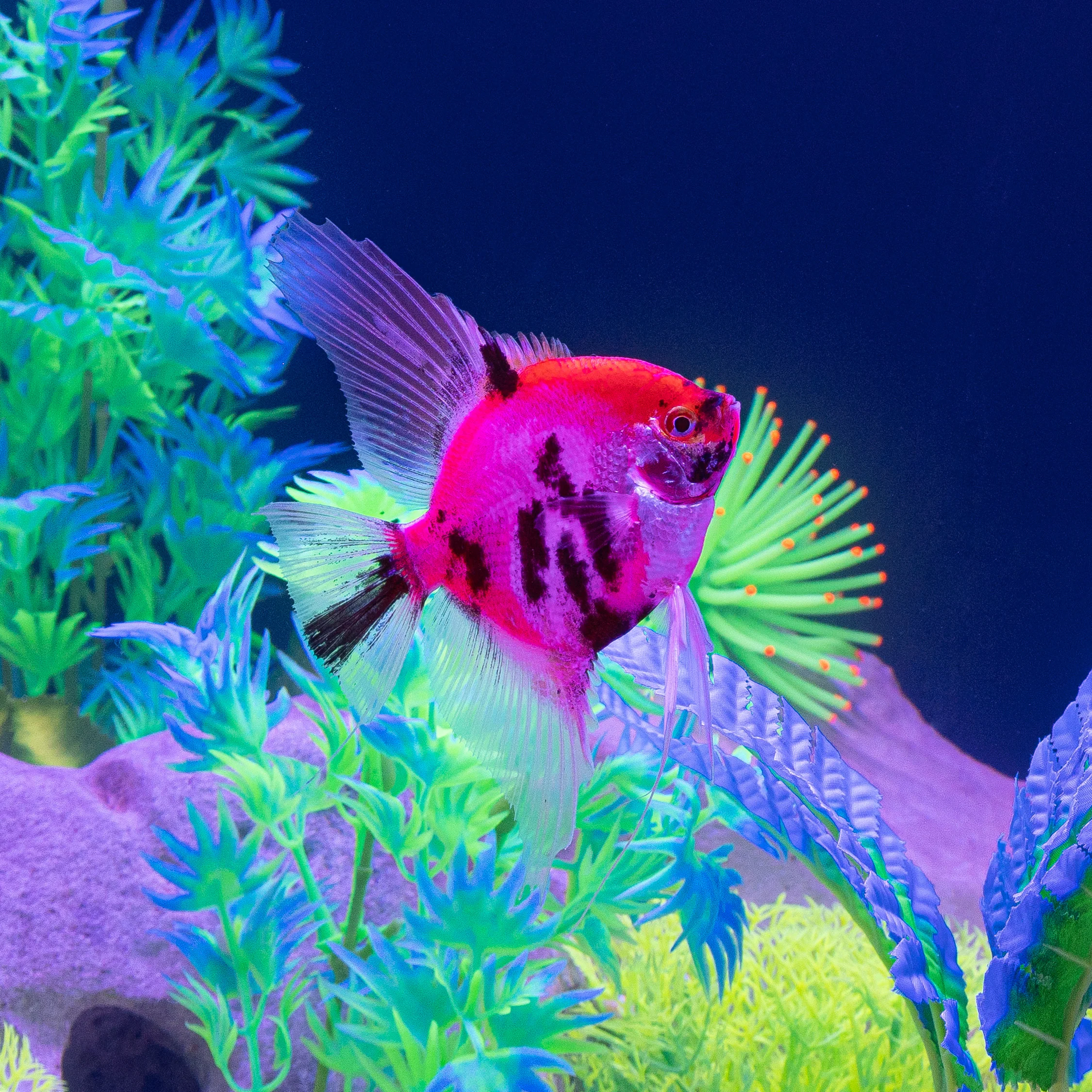 GloFish® Patterned Starfire Red® Large Angelfish (1 ct) - Image 5