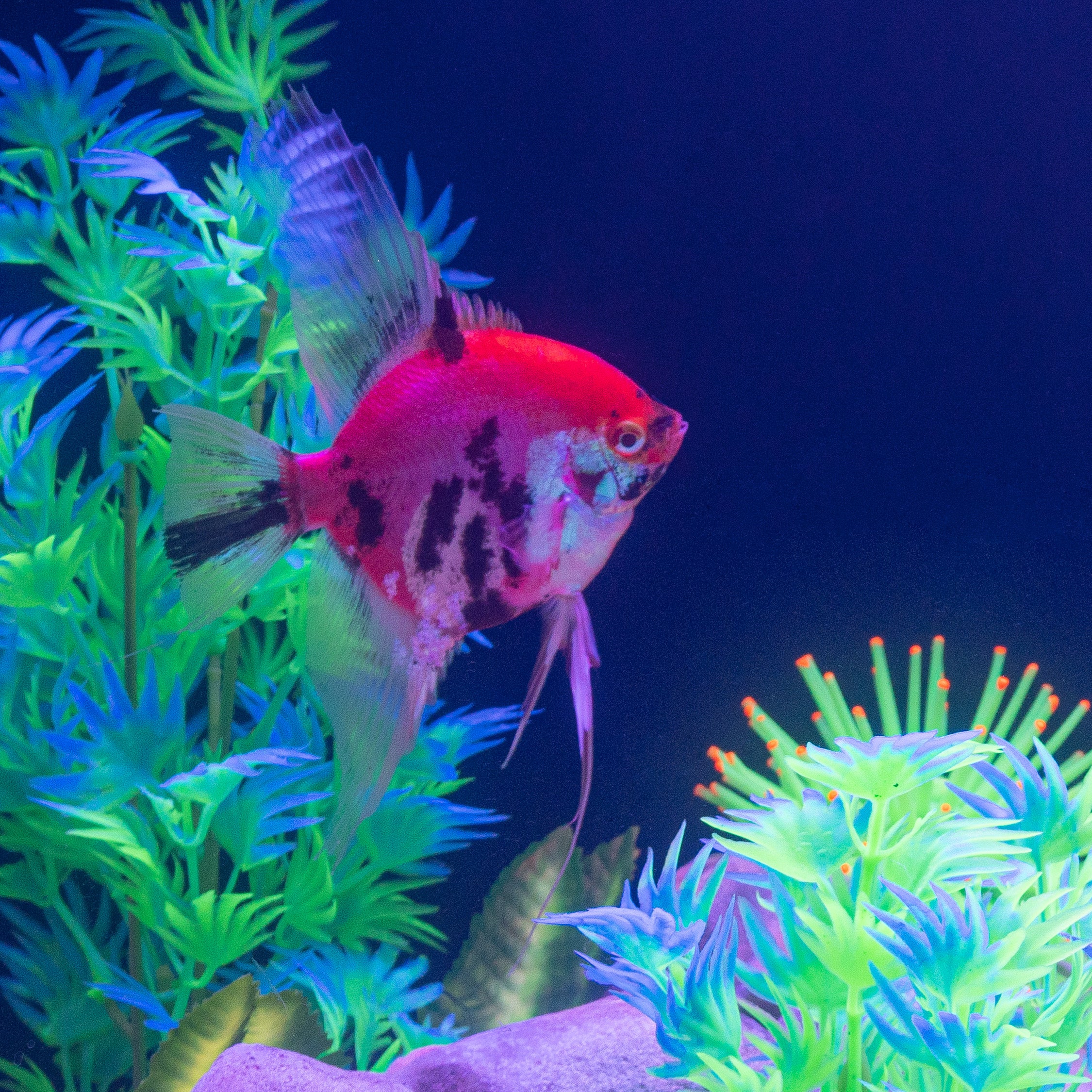 GloFish® Patterned Starfire Red® Large Angelfish (1 ct) - Image 6