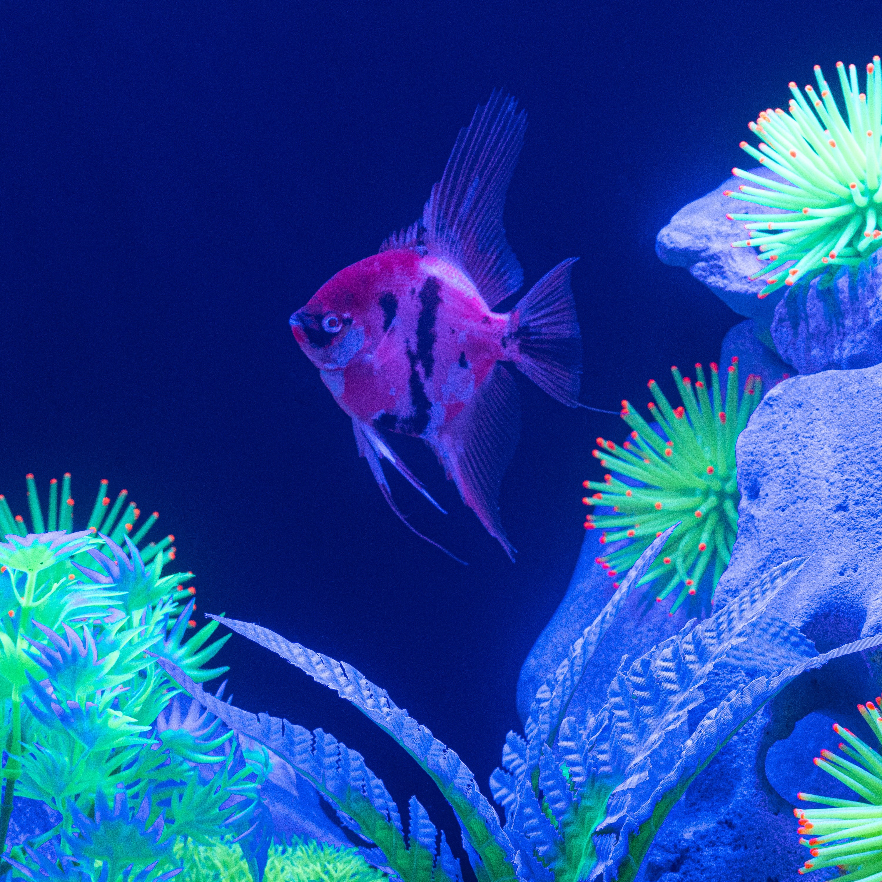GloFish® Patterned Starfire Red® Large Angelfish (1 ct) - Image 7