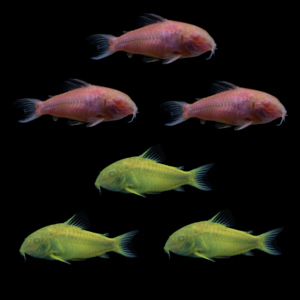 Pink Lemonade GloFish® Corydoras Set (6 ct) - Image 3