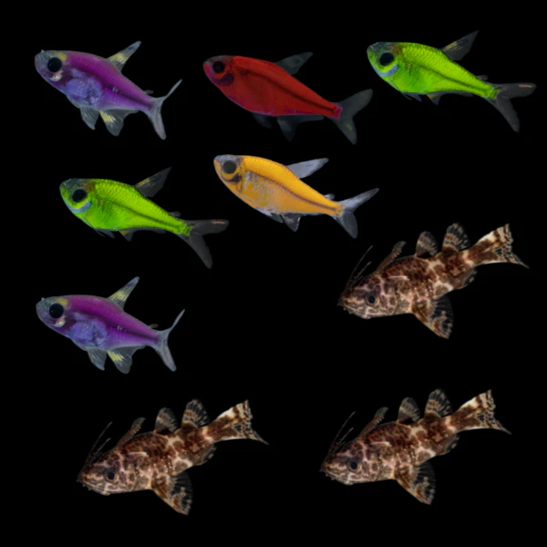 GloFish® Pristella Community (9ct) - Image 3