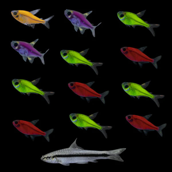 GloFish® Pristella Power Pack (13ct) - Image 3