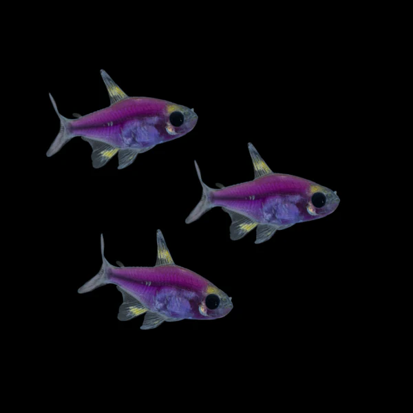 GloFish® Pristella Tetra Single Color Set (3ct) - Image 3