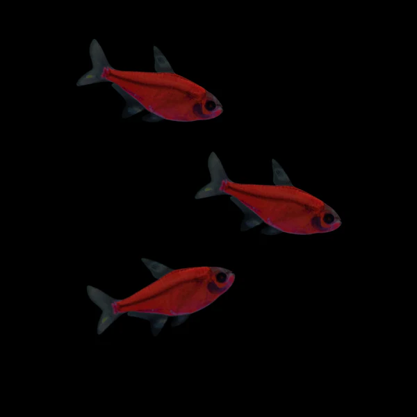 GloFish® Pristella Tetra Single Color Set (3ct) - Image 4