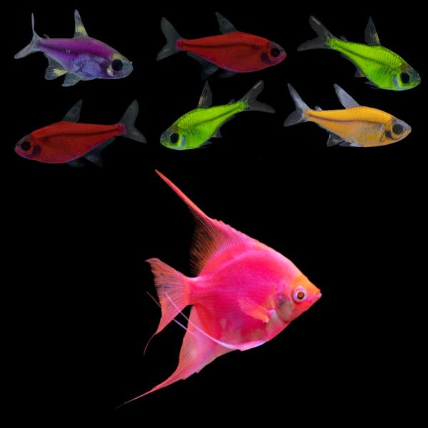 GloFish® Pristella Tetra and Angelfish Set (7 ct) - Image 3