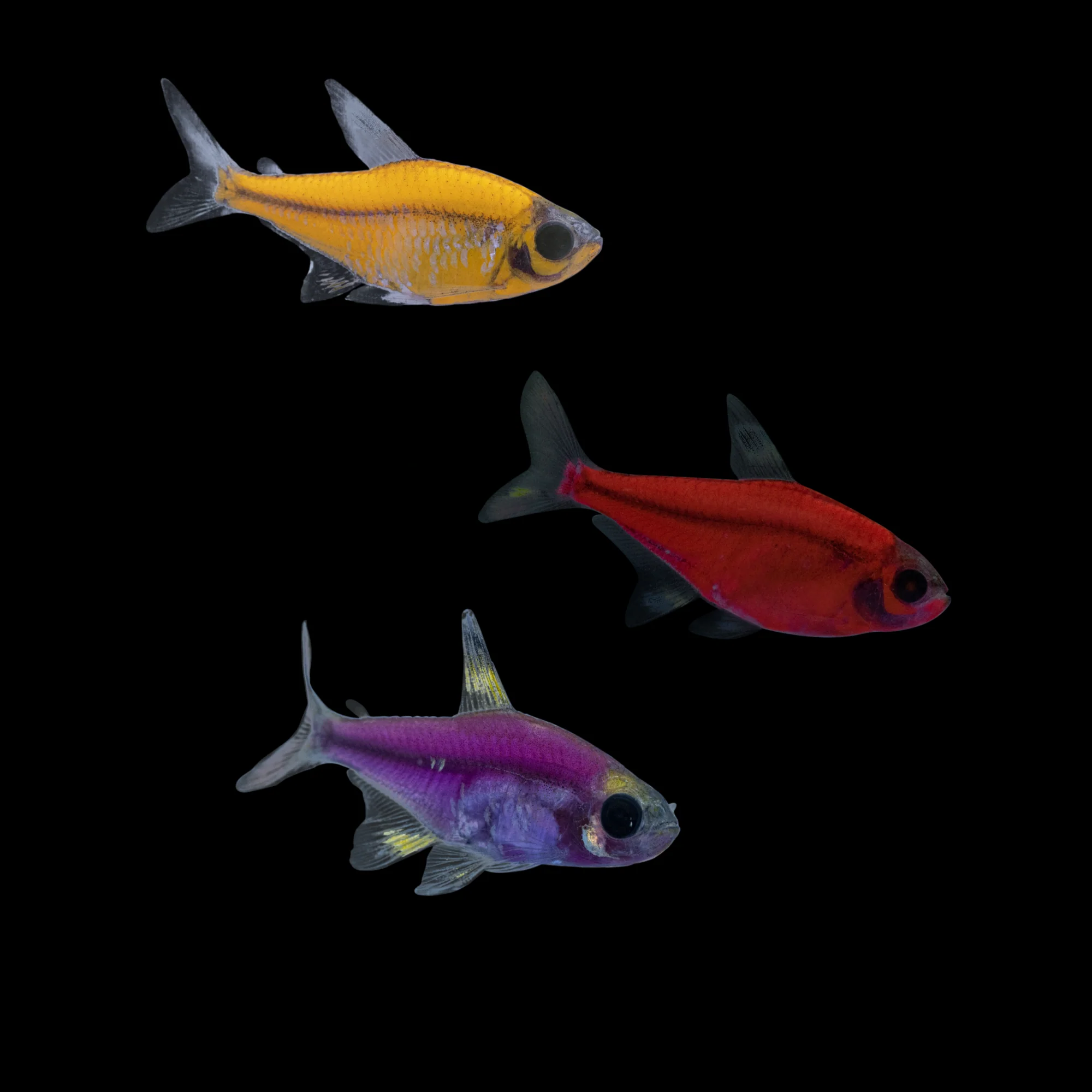 GloFish® Pristella Tetra Mixed Set (3ct) - Image 3