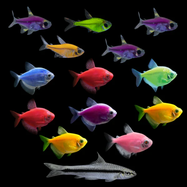 GloFish® Show Stopping Set (14ct) - Image 3