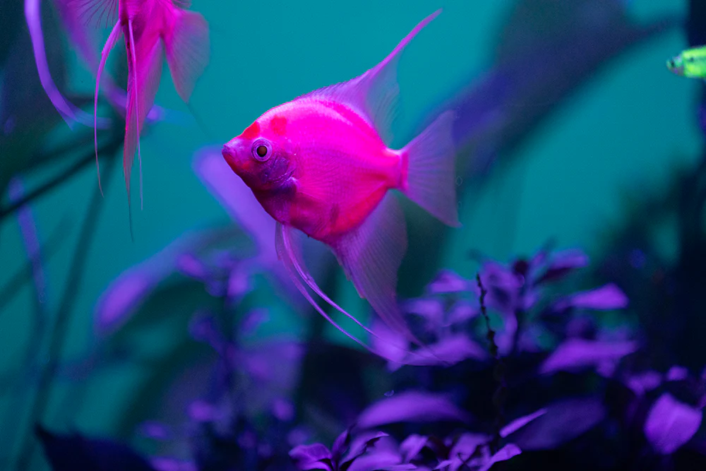 GloFish® Starfire Red® Large Angelfish (1 ct) - Image 3