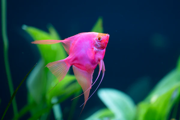 GloFish® Starfire Red® Large Angelfish (1 ct) - Image 4