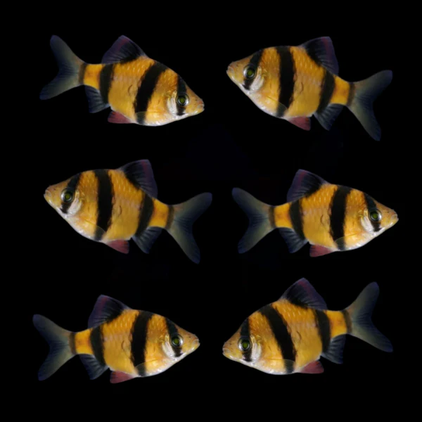 GloFish® Tiger Barb Single Color Set (6ct) - Image 3