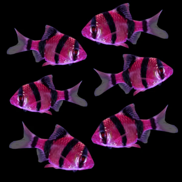 GloFish® Tiger Barb Single Color Set (6ct) - Image 4
