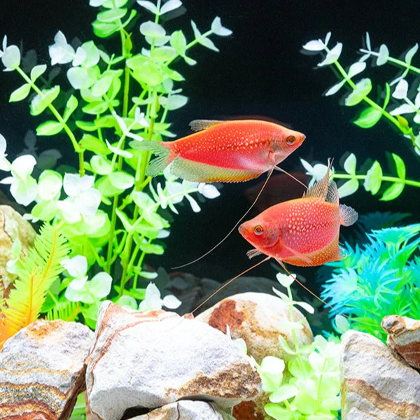 GloFish® Starfire Red® Large Pearl Gourami (1 ct) - Image 6