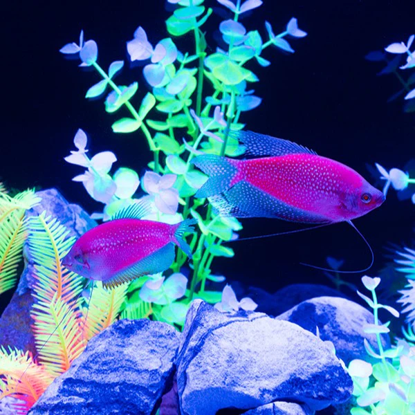 GloFish® Starfire Red® Large Pearl Gourami (1 ct) - Image 4