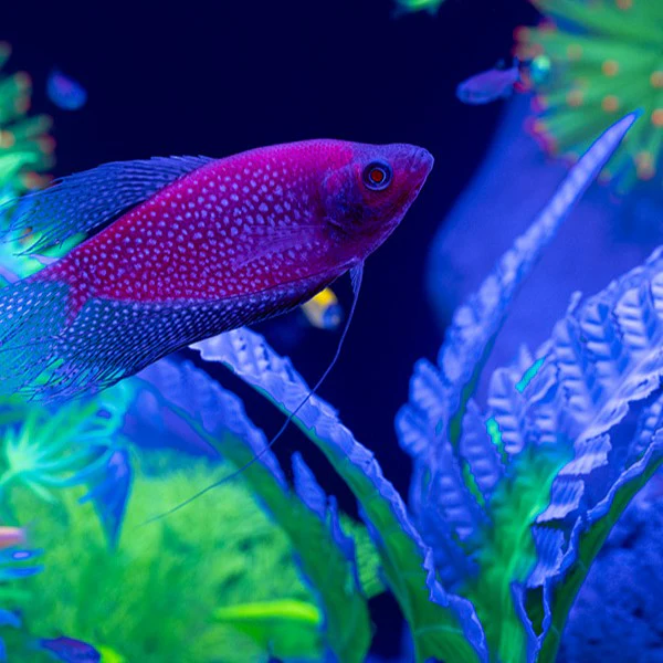 GloFish® Starfire Red® Large Pearl Gourami (1 ct) - Image 5