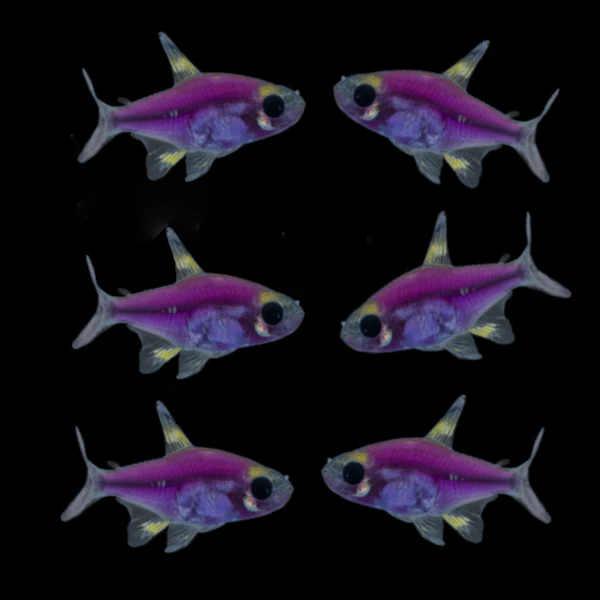 GloFish® Pristella Tetra Single Color Set (6ct) - Image 3