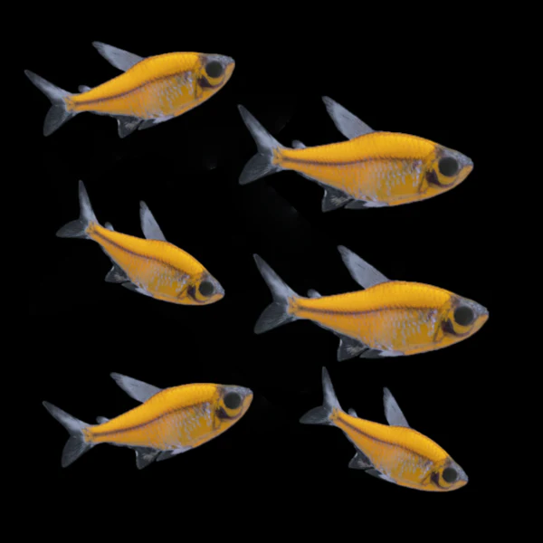 GloFish® Pristella Tetra Single Color Set (6ct) - Image 4