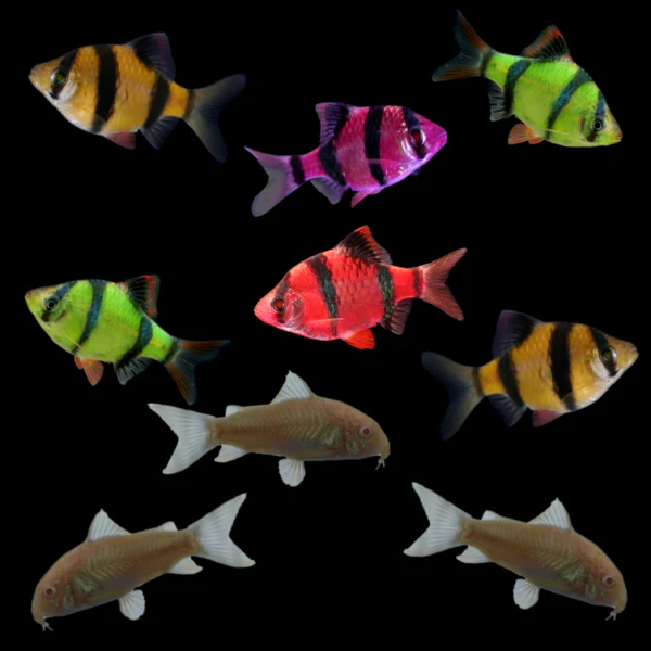 GloFish® Barb Set (9ct) - Image 3