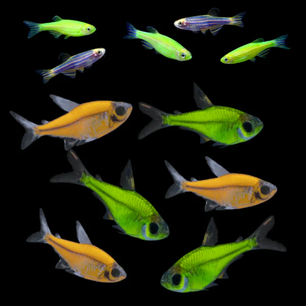 GloFish® Summer Collection (11 ct)