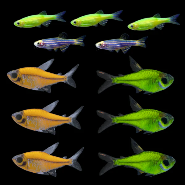 GloFish® Summer Collection (11 ct) - Image 2