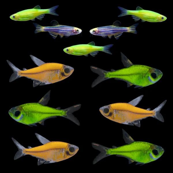 GloFish® Summer Collection (11 ct) - Image 3