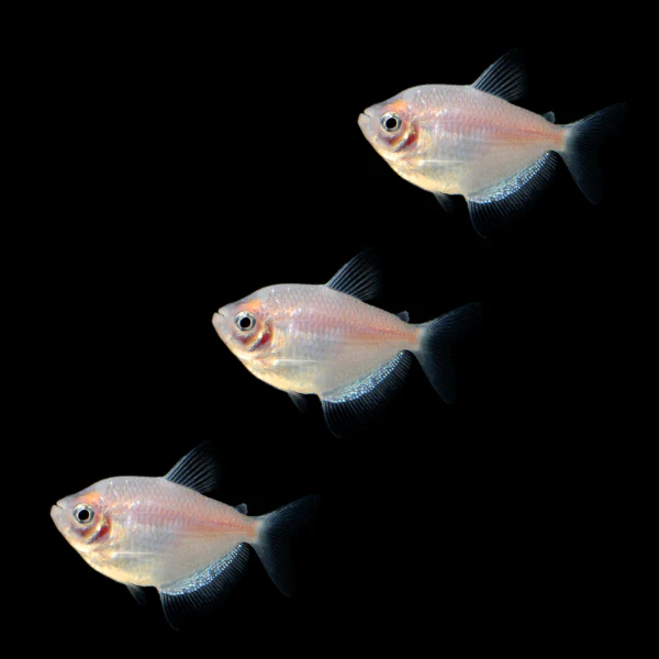 Starlight White Tetras (3ct) - Image 3