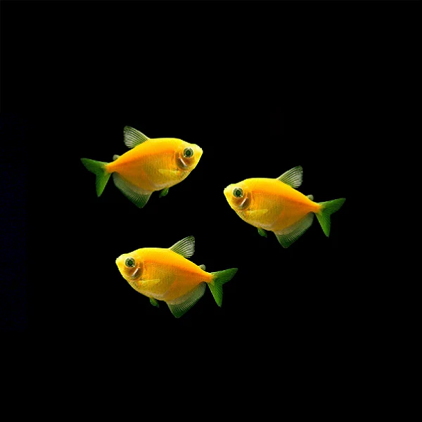 GloFish® Skirt Tetra Single Color Set (3ct) - Image 3